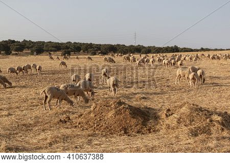 Sheep Grazing In A Dry Cereal Field
