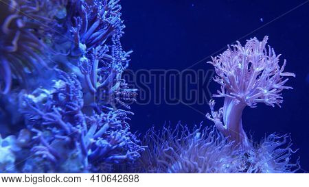 Soft Corals In Aquarium. Closeup Anthelia And Euphyllia Corals In Clean Blue Water. Marine Underwate