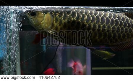 Diversity Of Tropical Fishes In Exotic Decorative Aquarium. Assortment In Chatuchak Fish Market Pet 