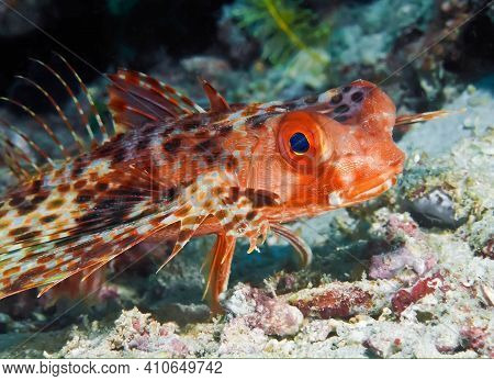 A Very Colorful And Quite Interesting Species  Of Scorpionfish Usually Unnoticed While It Is Resting