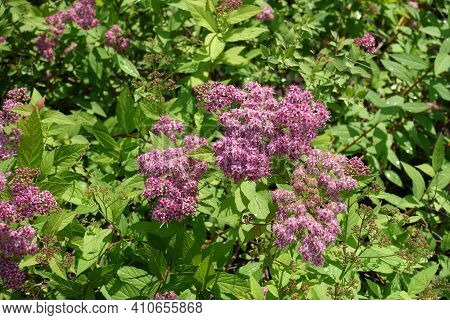 Spiraea Japonica In Full Bloom In June