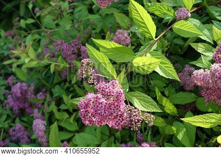 Sprig Of Blossoming Japanese Meadowsweet In June