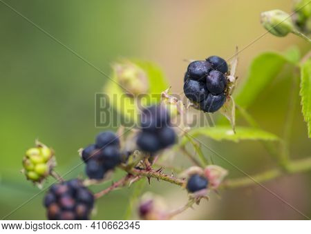 Rubus Caesius. Black Berries On A Branch With A Green Background. Delicious Wild Berry. Useful, Many
