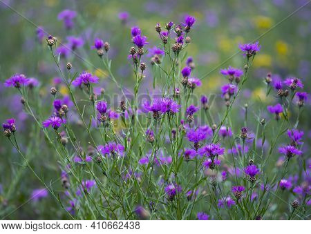 Centaurea Jacea. Knapweed Close-up. Purple Bright Flower On A Background Of Green Leaves. Beautiful 