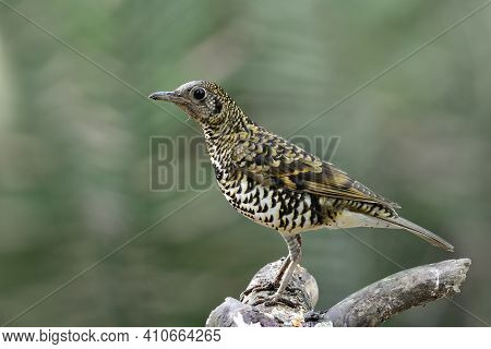 Magnificent Tiger Stripe Bird Perching On Top Of Wooden Spot Expose Over Green Leafs In Natural Habi