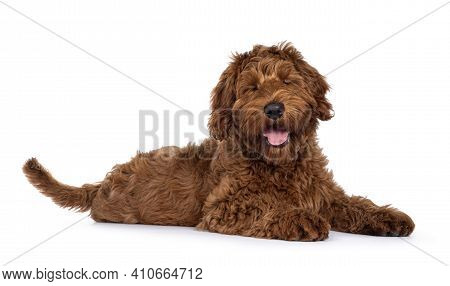 Cute Red Cobberdog Puppy, Laying Down Side Ways. Head Turned Towards Camera. Isolated On White Backg