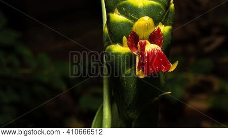 Ginger Flower, Beautiful And Rare Ginger Flower Blooming, Blurred Background, Selective Focus.