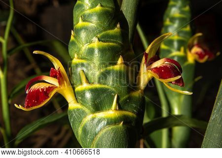 Ginger Flower, Beautiful And Rare Ginger Flower Blooming, Blurred Background, Selective Focus.