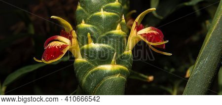 Ginger Flower, Beautiful And Rare Ginger Flower Blooming, Blurred Background, Selective Focus.