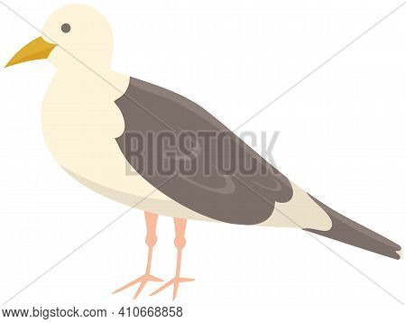 Seagull Standing On Its Feet. Sea Bird Isolated On White Background. Seagull With Folded Wings And C