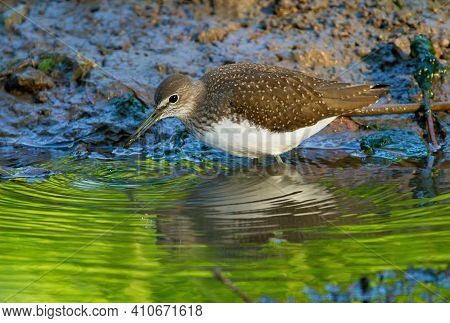 Green sandpiper, Tringa ochropus. In the early morning, the bird walks along the bank of a small river in search of food