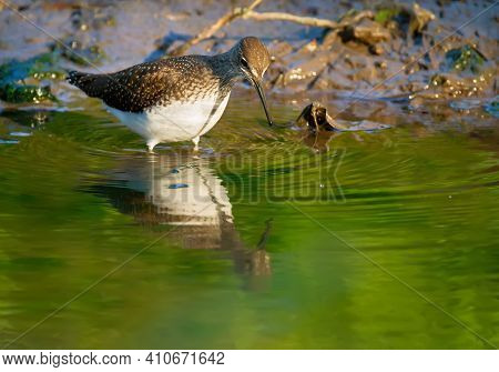 Green sandpiper, Tringa ochropus. In the early morning, the bird walks along the bank of a small river in search of food. Beautiful reflection in green water surface
