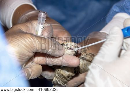 A Skilled Veterinarian Takes A Pcr Swab On A Small Quaill To Check For Avian Flu