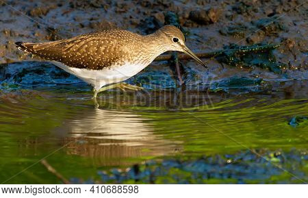 Green Sandpiper, Tringa Ochropus. In The Early Morning, The Bird Walks Along The Bank Of A Small Riv