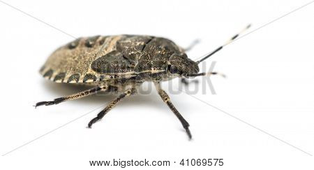 ป้องกันแมลง Troilus luridus กับพื้นหลังสีขาว