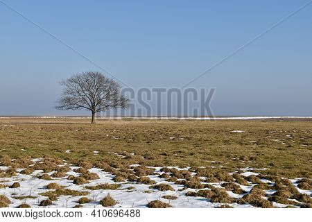 Alone Tree In A Wide Grassland At Ottenby In Sweden