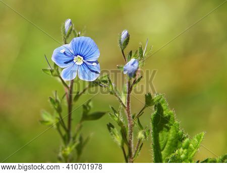 Blue Flower Of Birdeye Speedwell, Veronica Persica