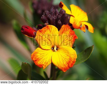 Yellow Red Flower Of Wallflower, Erysimum Cheiri