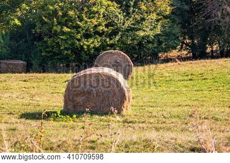 Agricultural Field With Haystacks, Stack Of Round Hay Bales. Hay Balls On A Field.