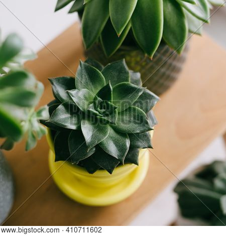 A Plant In A Yellow Pot. A Beautiful Succulent In A Yellow Ceramic Pot. Echeveria Purpusorum On A Wo