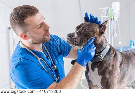 Image Of A Bulldog Being Examined By A Veterinarian. Veterinary Medicine Concept. Taking Care Of Pet