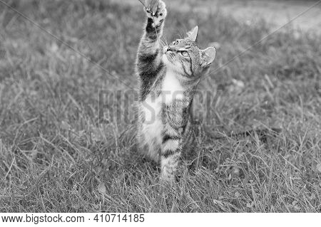 Fluffy Kitten Or Outbred Cat Sit On Green Grass Play With Human Hand, Cat.