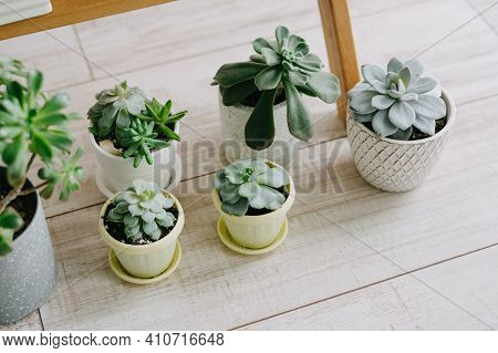 Several Indoor Plants In White, Gray And Yellow Pots Stand On The Wooden Floor. Beautiful Succulents