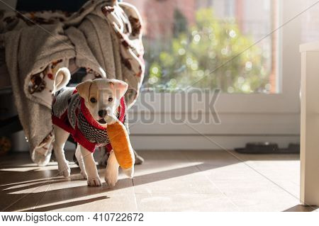 Cute Portrait Of A Young Female Mixed Dog Puppy Wearing A Sweater And Playing With A Toy At Home