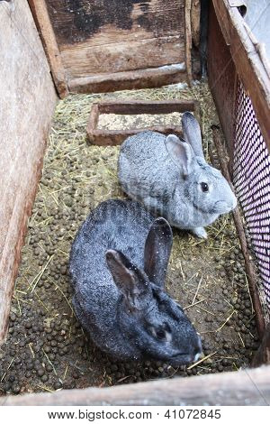 a pair of nice rabbits behind a bar