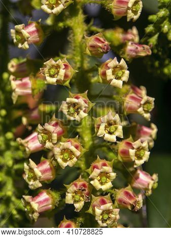 Macro Photography Of Escallonia Pendula Flowers, Captured In A Forest Near The Colonial Town Of Vill
