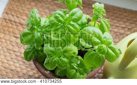 Green Basil Leaves Grow On The Windowsill.