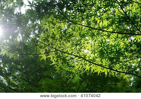 Gröna lönnlöv i sommar