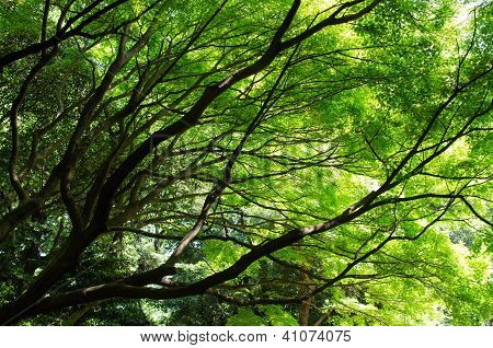 Gröna blad på sommaren