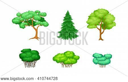 Trees With Exuberant Green Foliage And Trunk Vector Set