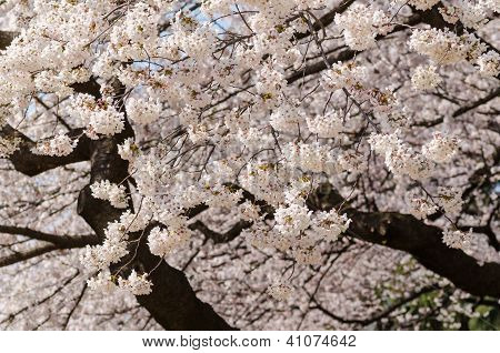 Cherry Blossom