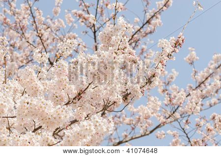 Cherry Blossom