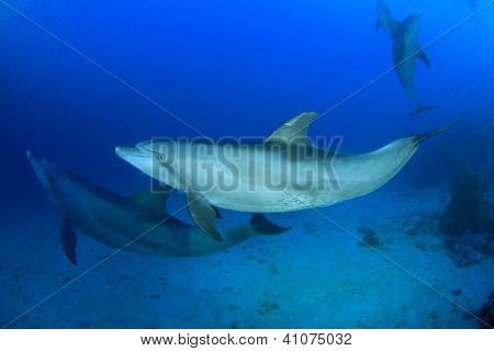 Delfini selvatici sott'acqua