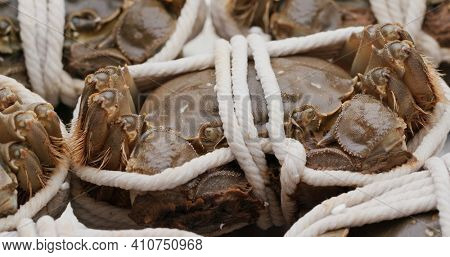Fresh raw Chinese mitten crab