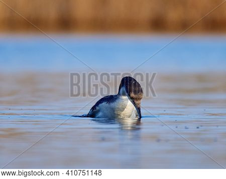 Black-throated diver (Gavia arctica) in natural habitat