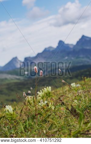 Pink Mountain Flower On A Hillside. The Nature Of Russia In The Summer And Spring Seasons.