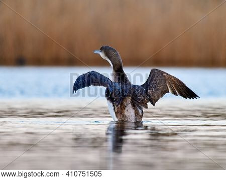 Black-throated diver (Gavia arctica) in natural habitat