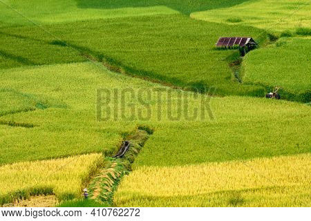 The Scenery Of The Golden Terraced Rice Field At Pua In Nan Province, Thailand.