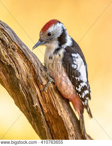 Middle Spotted Woodpecker (dendrocopos Medius). Looking For Food In A Tree. Wildlife In Nature. Neth