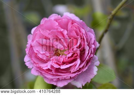 Rose Yves Piaget - Latin Name - Rosa Yves Piaget