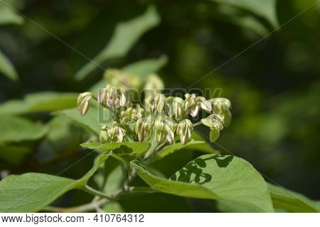 Harlequin Glorybower - Latin Name - Clerodendrum Trichotomum