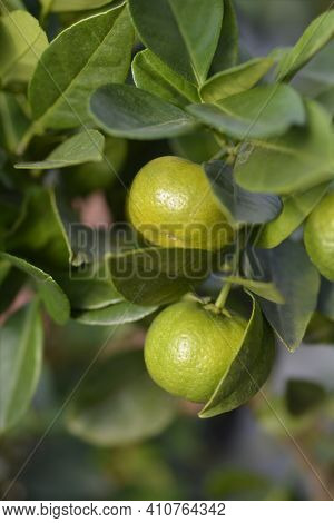 Sweet Lemon Pursha Unripe Fruit - Latin Name - Citrus Limetta Pursha