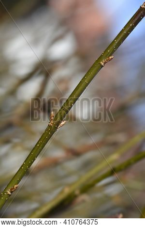 Weeping Forsythia Branch With Flower Buds - Latin Name - Forsythia Suspensa