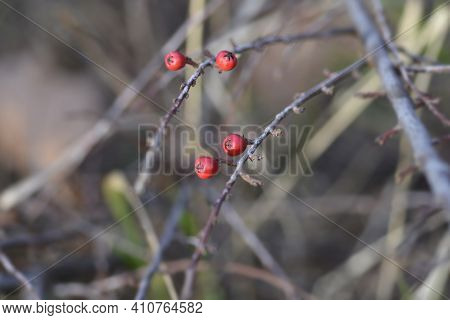 Rock Cotoneaster Red Berries - Latin Name - Cotoneaster Horizontalis