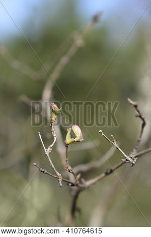 Winter Flowering Honeysuckle Flowers - Latin Name - Lonicera Fragrantissima