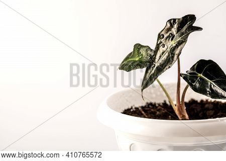 Alokasia Plant In A Flower Pot On A White Background With Water Drops Close-up.